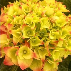 Meet your Posher, Joan